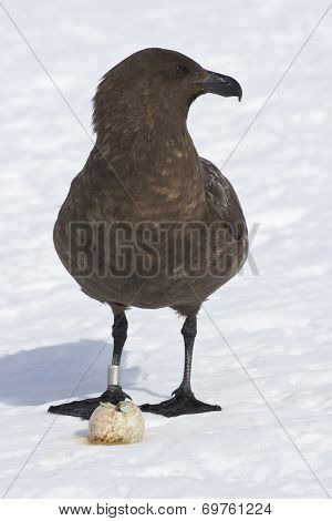 Antarctic Or Brown Skua Standing Near Adelie Penguin Eggs Stolen From Nests