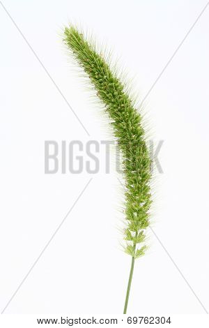 Setaria viridis