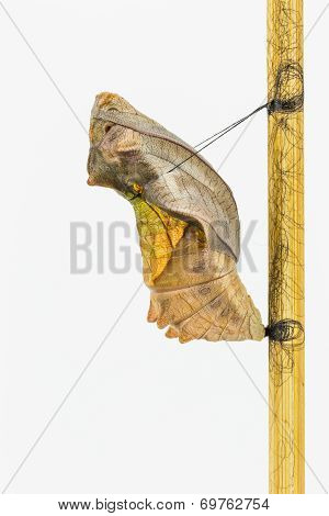 Mature Cocoon Of Common Birdwing Butterfly
