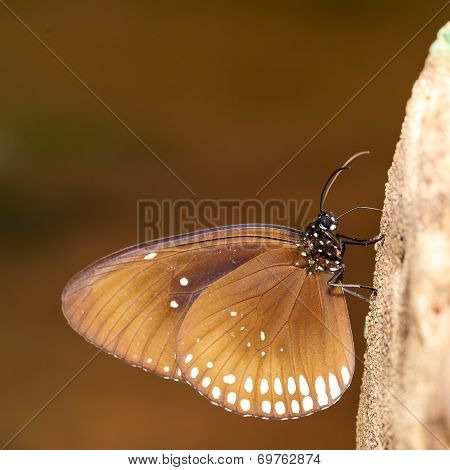 Long Branded Blue Crow (euploea Algea) Butterfly