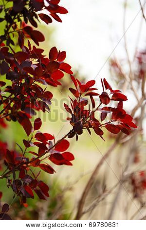 Leaves on bush in the garden