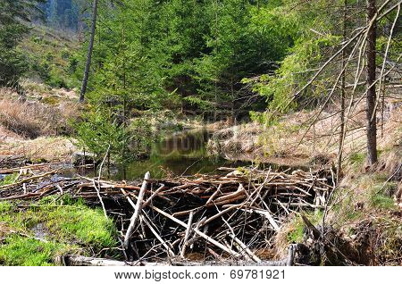Beaver Dam
