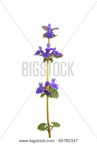 Ground-ivy (glechoma Hederacea)