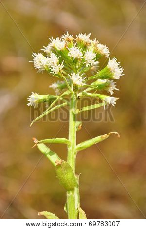 White Butterbur (petasites Albus)