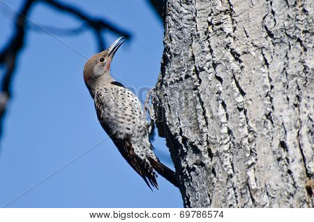 Northern Flicker Clinging To Side Of Tree