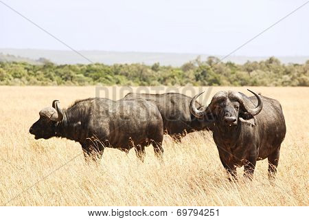 Masai Mara Cape Buffalo