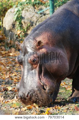 Hippopotamus