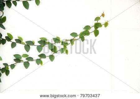 Green Ivy Climbing Fig Isolated