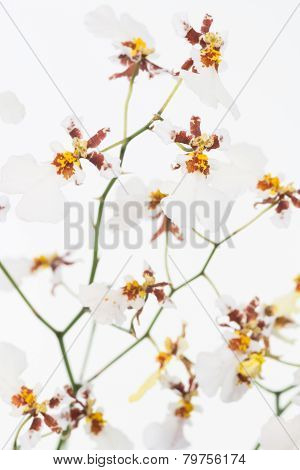 White Oncidium Dancing Lady Orchids