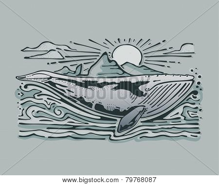 Gray whale