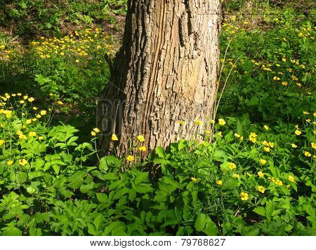 Wild Yellowcups In Forest