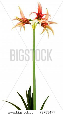 Hippeastrum Cybister Tango