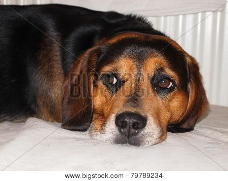 loyal friend