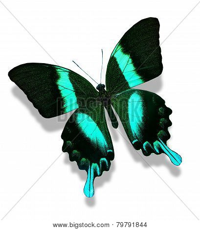 Papilio Blumei Butterfly , Isolated On White