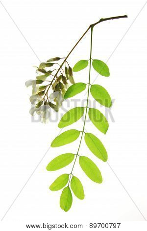 Black Locust (Robinia pseudoacacia)