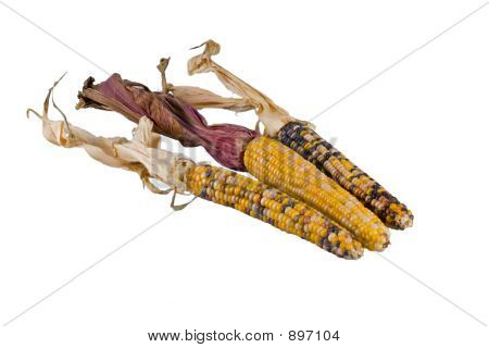 Tre Indian Corn Alpha