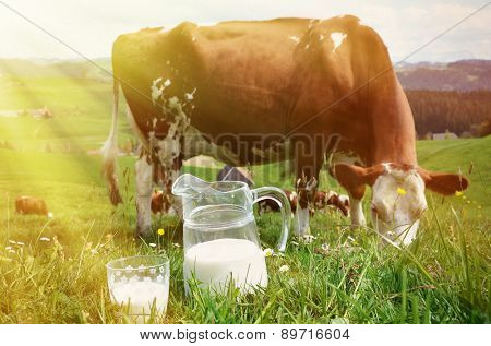 Milk and cows. Emmental region, Switzerland 