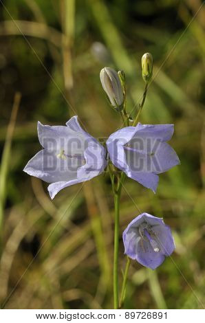 Harebell