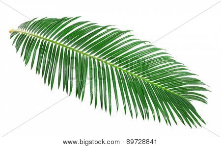 Green leaf of sago palm tree isolated on white