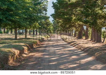 Early Morning Shadows On A Road