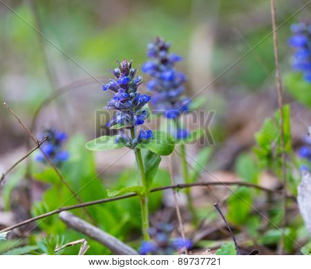 Blooming Bugle Plant