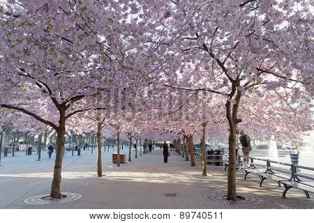 Cherry Blossom In The Park Kungstradgarden