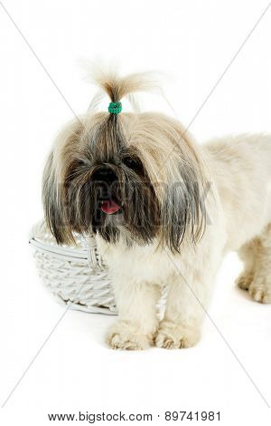 Cute Shih Tzu near wicker baslet isolated on white