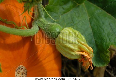 Pumpkinbud