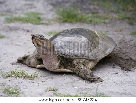 Female Florida Softshell Turtle  Laying  Eggs