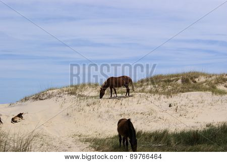 Horses