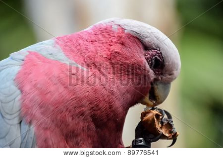 Parrot Tropical Bird