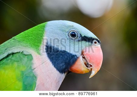 Parrot Tropical Bird