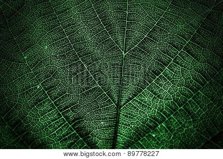 Textured Green Leaf