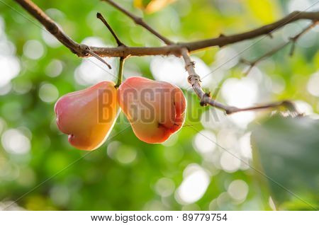 Rose Apples