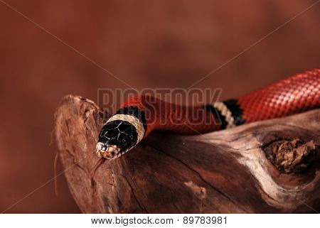 Head of milk snake