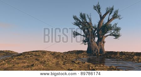 baobab tree on watered desert terrain