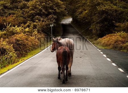 Wild horses