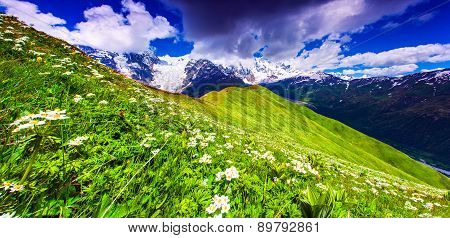 Blooming Daisies On Mountain Meadow