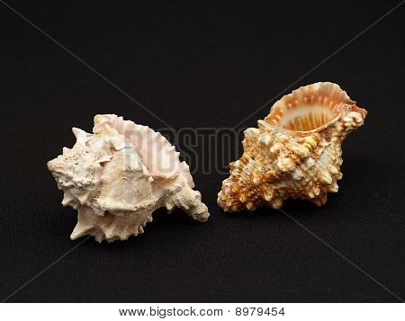 Conchas.