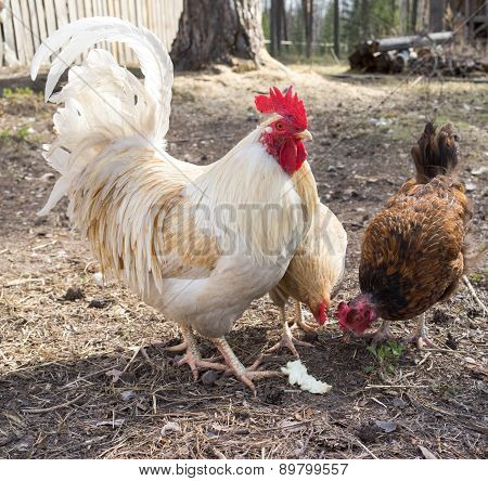 The Cock And Hen On A Traditional  Free Range Poultry Farm
