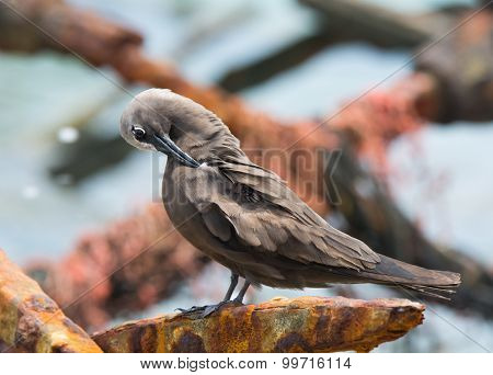 Brown Noddy