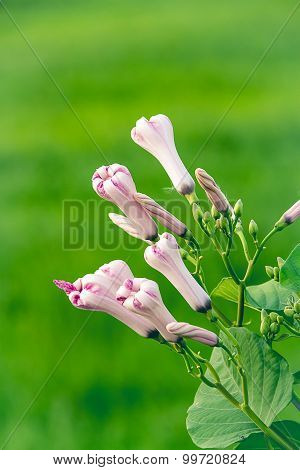 Morning Glory Bud Of Morning Glory Tree Or Ipomoea Carnea Jacq  On A Green Background