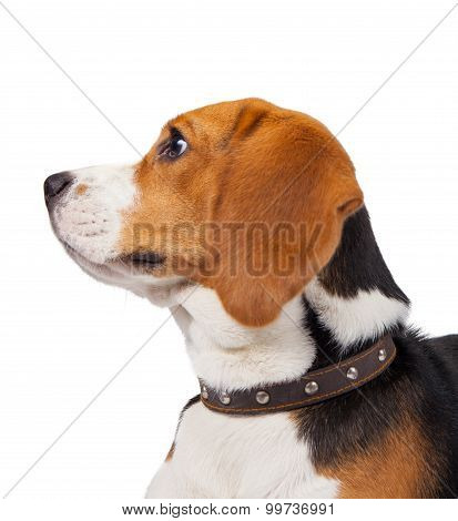 a cute beagle dog on white background