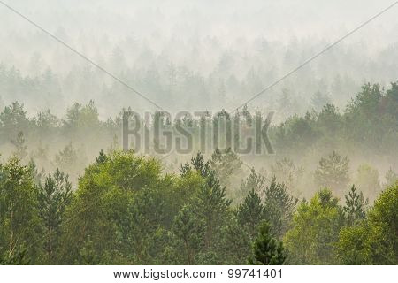Fog over the forest