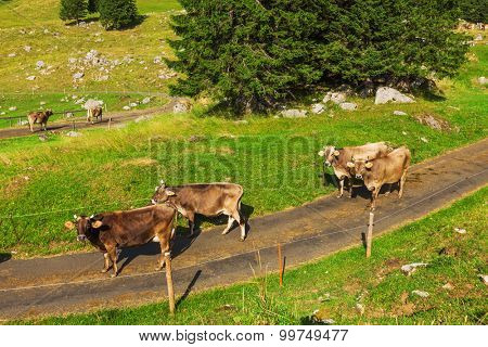 Mountain landscape. with cows