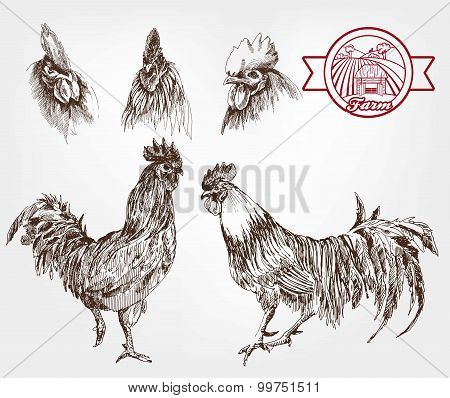 poultry breeding