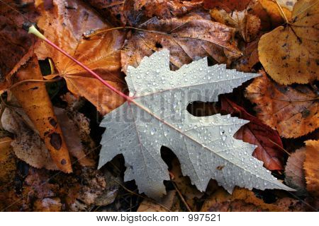 Herbst tropfte Blatt