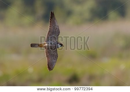 Hobby