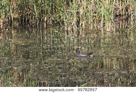 Birds In The Hula Nature Reserve