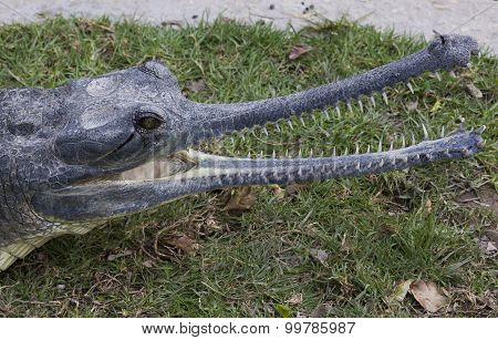 Nile Crocodile